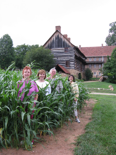 Summer corn, Old Salem, July 2008.