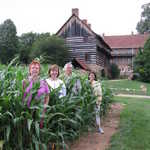 Summer corn, Old Salem, July 2008.